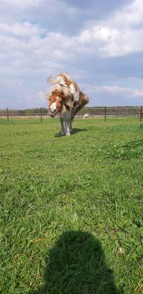 Joy , heerlijk fotogeniek